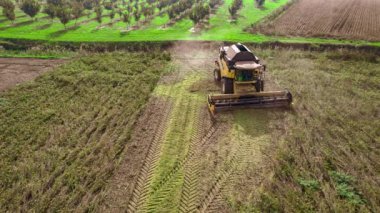 Villanova, İtalya 18 Ekim 2024: Birleştirici hasat tarlada soya fasulyesi topluyor