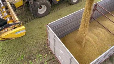 Villanova, İtalya 18 Ekim 2024: Birleşmiş hasat aracı bir tarladaki bir traktör römorkuna soya fasulyesi boşaltıyor