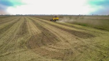 Villanova, İtalya 18 Ekim 2024: Sarı kombine biçerdöver bir tarlada soya fasulyesi hasat ediyor, kesik bitkiler çizgileri oluşturuyor