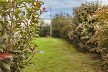 Kırmızı yapraklı yeşil çalı boş bir çim tarlasını çerçeveliyor