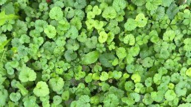 Glechoma hederacea, genellikle yer sarmaşığı olarak bilinir, yoğun ve hızlı büyüyen bir yer altı örtüsüdür.
