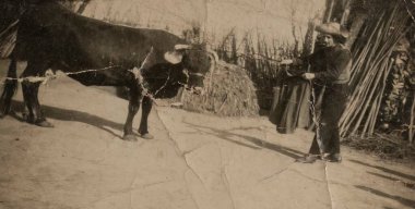 Roma, İtalya 1965 'te olabilir: Arka planda kırsal bir çit ve saman olan bir ineğin yanında duran bir çiftçinin ip tutarken çekilmiş eski, çatlak fotoğrafı