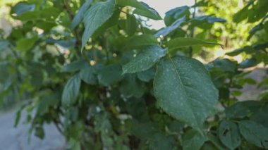 Hafif bir esinti, güneşli bir günde bir gül çalısının yaprakları arasında esiyor.
