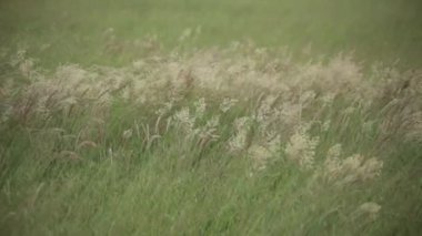 Serin bir tarlada rüzgarda dans eden yabani otlar