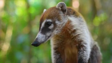 Coati küçük bir örnek yakın çekim