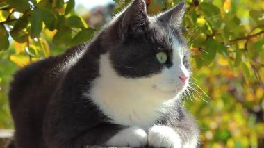 Güzel gri beyaz kedi duvarda oturuyor ve yeşil yaprakların altında poz veriyor.