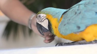 Mavi-sarı papağan insanların elinde duruyor.