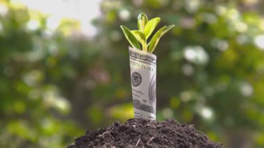 Milan, İtalya 1 Ocak 2025: Toprak yığını üzerinde yuvarlanan bir banknottan küçük bir bitki büyüyor