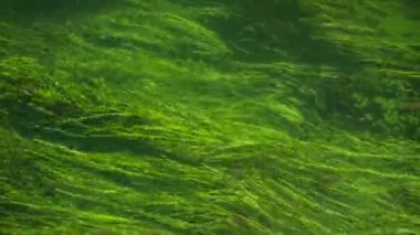 Treviso, İtalya 1 Ocak 2025: Mevcut nehir yatağı akışında yeşil algler büyüyor