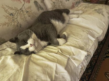 Gri ve beyaz kedi yumuşak bir çarşafla örtülmüş bir kanepede huzur içinde uyur sıcak ve rahat bir ev ortamında huzurlu bir dinlenme anının tadını çıkarırlar.