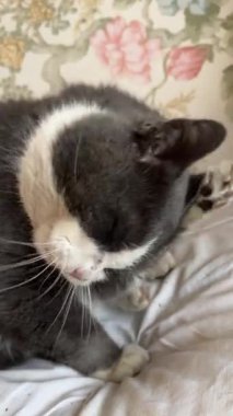 Gri ve beyaz kedi titizlikle çiçeklerle bezeli bir yatakta tımarlanıyor.