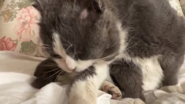 Gri ve beyaz kedi, çiçek desenli battaniyenin üzerinde rahat bir şekilde otururken tüylerini titizlikle tarıyor. Huzurlu ev ortamında sakin bir hijyen ortamı sergiliyor.