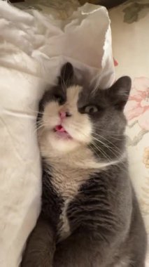 Gri ve beyaz evcil kedi, yumuşak beyaz yastığın üzerinde rahat bir şekilde yatıyor. Garip ve sevimli bir ifadeyle komik bir şekilde dilini dışarı çıkarıyor. Tuhaf kedi kişiliğini ortaya çıkarıyor.