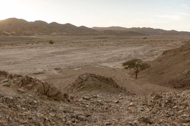 Mısır 'daki Marsa alam çölünün engin ve kurak manzarasında duran yalnız bir akasya ağacının manzarası, batan güneşin sıcacık parıltısıyla aydınlanıyor.