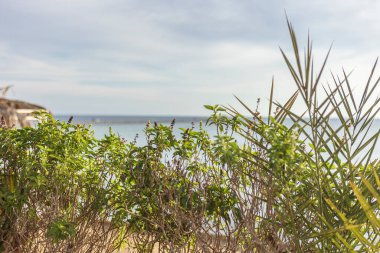 Bereketli yeşil bitkiler, arka planda sakin bir deniz manzarasıyla Marsa Alam, Mısırda büyür.
