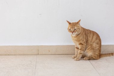 Marsa Alam, Mısır 'da beyaz bir duvarın yanında dinlenen kırmızı kedi, çevresindeki huzurun tadını çıkarıyor.