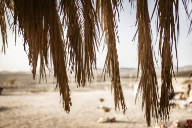 Güneş ışığı, Marsa Alam 'daki palmiye yapraklarının arasından süzülüp kumlu çöl manzarasına gölgeler düşürür.