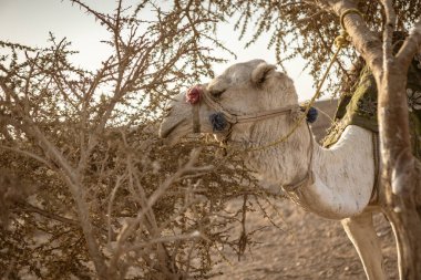 Deve, Marsa Alam, Mısır 'daki çöl çalılarının arasında huzur içinde otluyor. Çöldeki vahşi yaşamın dingin güzelliğini ve dayanıklılığını sergiliyor.