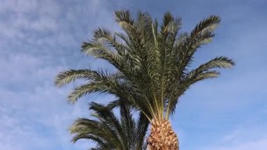 Yumuşak rüzgar, palmiye yapraklarını okşar, mavi gökyüzü arka planı, Marsa Alam 'daki sakin tropikal manzara, Mısırın kıyı cenneti.