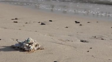 Etrafı deniz kabuklarıyla çevrili bir mercan parçası kumlu bir plajda duruyor. Marsa Alam 'da kıyıya doğru hafif dalgalar yaklaşıyor.