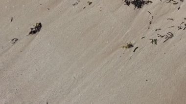 Yumuşak dalgalar nazikçe Marsa Alam, Mısır 'ın kumlu sahilini okşar köpük ve yosun izleri bırakır.
