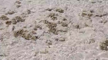 Kırılgan yıldız zarif bir şekilde kumlu sualtı arazisinde geziniyor. Narin kollarını Marsa Alam, Mısır yakınlarındaki kristal berrak sığ sularda deniz tabanına yayıyor.