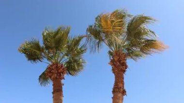 Kuvvetli rüzgarda sallanan palmiye ağaçları, mavi gökyüzü arka planı, güneşli yaz gününde Mısır 'ın kızıl deniz bölgesi boyunca uzanan Marsa Alam sahil şeridinin tropikal güzelliğini gözler önüne seriyor.