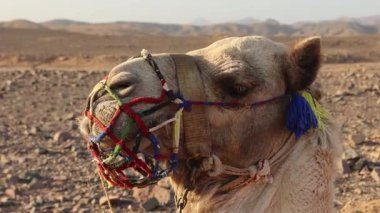 Mısır 'daki Marsa Alam Çölü' nde renkli bir ağızlık ile süslenmiş bir devenin başının yakın çekimi.