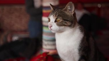 Geleneksel bedevi çadırında oturan özenli tekir kedi Mısır 'daki Marsa Alam Çölü' nün sakin çevresini keşfediyor.