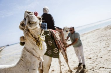 Marsa alam, Mısır 9 Şubat 2025: Marsa Alam, Mısır 'ın kumlu kıyıları boyunca deve sürüşü yapan turistler ve açık bir gökyüzünün altında deniz.