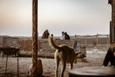 Marsa alam, Mısır 9 Şubat 2025: Bir sokak köpeği gün batımında Marsa alam, Mısır 'daki çöl kampında dinlenen bedevi gözlemler.
