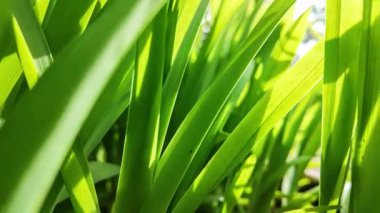 Yeşiller yukarı doğru uzanıyor, canlı yeşil renkler yakalıyor sıcak güneş ışığı banyosu yapıyor, yemyeşil büyümeyi ve botanik canlılığı simgeliyor.