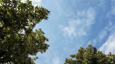 Verdant manolya dalları canlı mavi gökyüzü etrafında doğal bir çerçeve oluşturuyor. Yumuşak beyaz bulutlar huzur içinde yüzüyor.