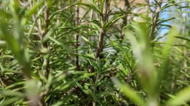 Biberiye büyüme aşamaları, yakın planlardan tam bitki görüntülerine kadar, bitkinin canlı yeşil yapraklarını ve sağlam dallarını sergiliyor.