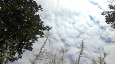 İnce dallar üzerinde zarif bir şekilde açan beyaz çiçekler, yumuşak bulutlu mavi arka planda gökyüzüne doğru uzanır, narin bahar gelişimi ve doğal güzelliği yakalar.