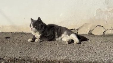 Huzurlu gri ve beyaz kedi sıcak güneş ışığında güneşleniyor, beton duvarın yanında rahatça dinleniyor, dinlenme ve huzurun tadını çıkarıyor.