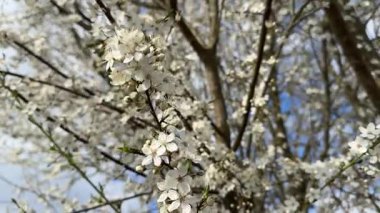 Beyaz çiçekler zarif bir şekilde ağaç dallarını süslüyor, dingin mavi gökyüzü arkaplanına uzanan narin yapraklar, mükemmel bir bahar sükuneti ve doğal yenilenmeyi yakalıyor.