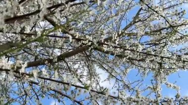 Beyaz erik çiçekleri bir ağacın dallarını süslüyor, canlı mavi gökyüzü ve kabarık beyaz bulutlara hafifçe sallanıyor.