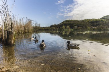Veneto, İtalya 'da güneşli bir günde, yemyeşil bitki örtüsü ve tepelerle çevrili Fimon gölünün sakin sularında yüzen ördekler.