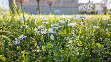 Baharda yeşil bir çayırda açan güzel beyaz papatyalar, bulanık arka planda evler