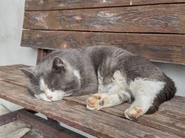 Gri ve beyaz kedi, rahat bir pozda kıvrılmış, tahta bir bankta huzurlu bir şekerlemenin tadını çıkarırlar.