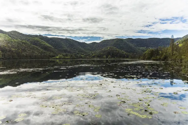 Fimon gölünde yüzen nilüferler gökyüzünü ve Colli Berici bölge parkının yeşil tepelerini yansıtıyor.