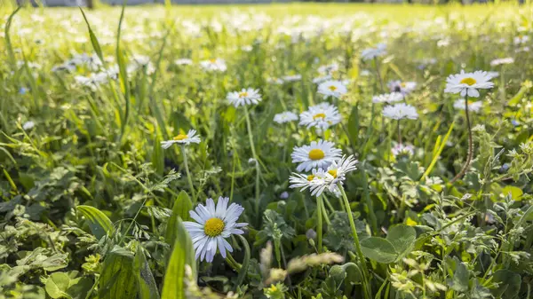 Baharda yeşil çayırlarda açan güzel beyaz papatyalar güzel bir doğal manzara yaratıyor.
