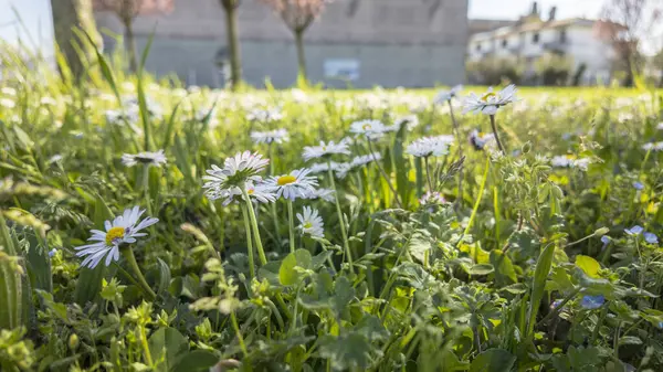 Baharda yeşil bir çayırda açan güzel beyaz papatyalar, bulanık arka planda evler