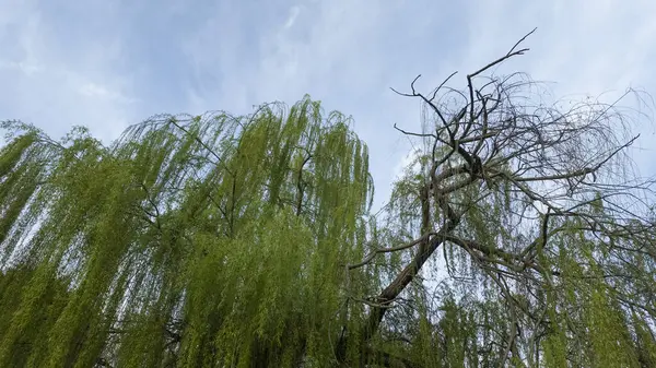 Bereketli yeşil söğüt ağacı, kurak dallarla, durgun mavi gökyüzüne zıt düşer. İlkbaharda doğanın esnekliğini gösterir.