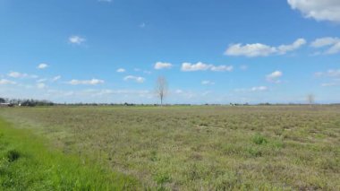 Yeşil ve kahverengi otlar parlak mavi bir gökyüzünün altında büyük bir ovayı kaplar, beyaz bulutlarla benekli, yapayalnız ve çıplak bir ağaç ile.