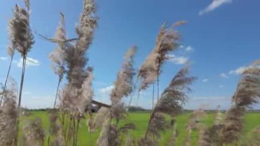 Rüzgarda sallanan kuru sazlıklar, açık mavi gökyüzünün altında, bulutlarla birlikte yeşil bir tarlanın önünde.