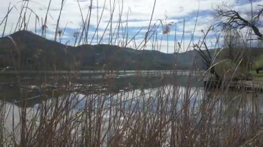 Sazlıklar, Fimon Gölü kıyılarında hafif bir esinti ile sallanıyorlar.