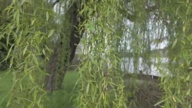 Ağlayan söğüt dalları Fimon Gölü 'nün kıyısında hafifçe sallanıyor, İtalyan doğasının dingin güzelliğini sergiliyor.