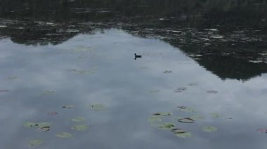 Avrasya kuşu, dabchick olarak da bilinir, su zambakları ve yansıtan bulutlarla çevrili Fimon gölünün yüzeyinde huzur içinde yüzer.